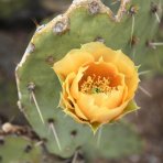 Opuncia figová (Opuntia ficus) ´INDICA´ - výška 40-60 cm, kont. C7L (-5°C)